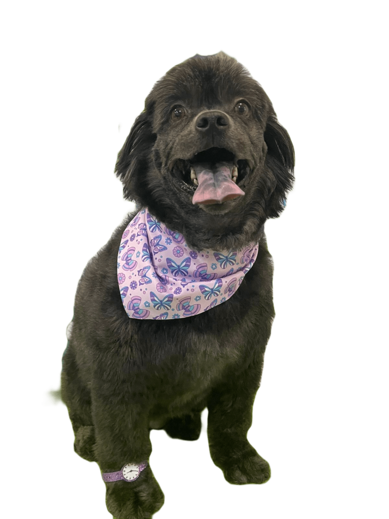 Pet Care